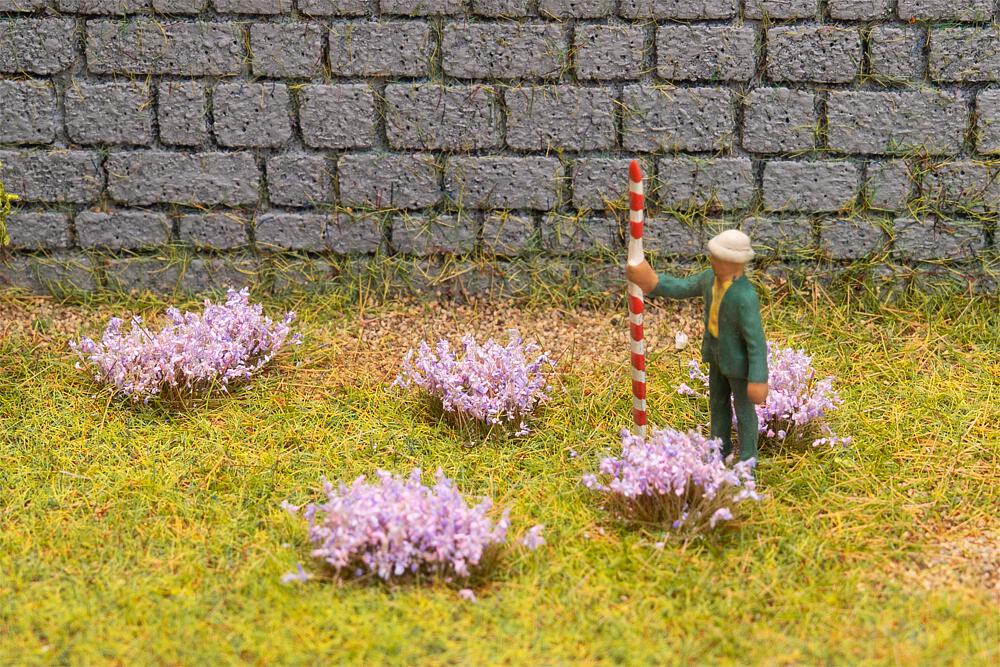 Blütenbüschel, violett