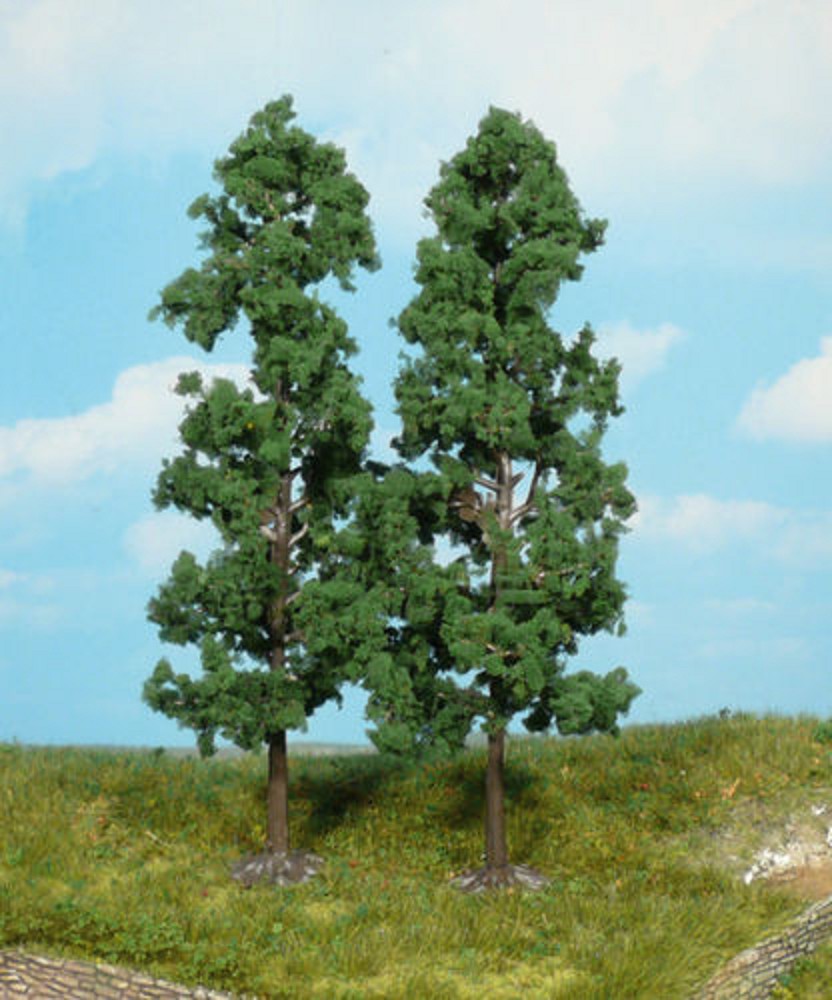 2 Buchen 18 cm